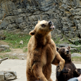 The Domaine of the Caves of Han - Wildlife Reserve