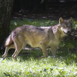 The Domaine of the Caves of Han - Wildlife Reserve