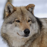 The Game Park of La Roche-en-Ardennes