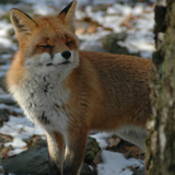 The Game Park of La Roche-en-Ardennes