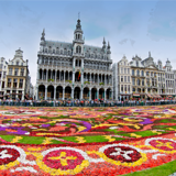 <strong>12/08/2016>15/08/2016 ></strong> The Brussels Flower Carpet, a major event on the Grand Place