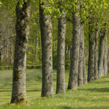 PARK OF MODAVE CASTLE