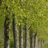 PARK OF MODAVE CASTLE