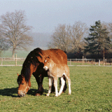 Comogne Farm in Beauraing
