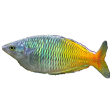 PUBLIC AQUARIUM OF BRUSSELS - AQUARIST CENTRE