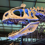 Museum of Natural Sciences for Children in Brussels