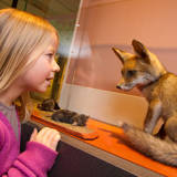 Museum of Natural Sciences for Children in Brussels