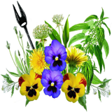 <strong>24/03/2013>23/06/2013 ></strong> 4 balades guidées "Nature gourmande"