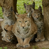 Walking Route around the Wildlife Reserve at the Caves of Han