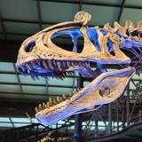 Royal Belgian Institute of Natural Sciences in Brussels