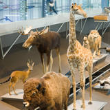 Royal Belgian Institute of Natural Sciences in Brussels