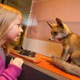 Royal Belgian Institute of Natural Sciences in Brussels