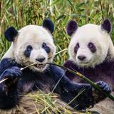 Pairi Daiza - the best zoo in Belgium 2014