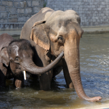 Pairi Daiza animal park: take a trip around the world