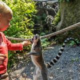 Pairi Daiza - the best zoo in Belgium 2014