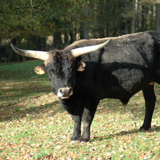 The Game Park of La Roche-en-Ardennes