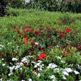 <strong>01/05/2013 ></strong> Les Floralies