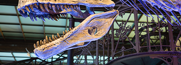 Museum of Natural Sciences for Children